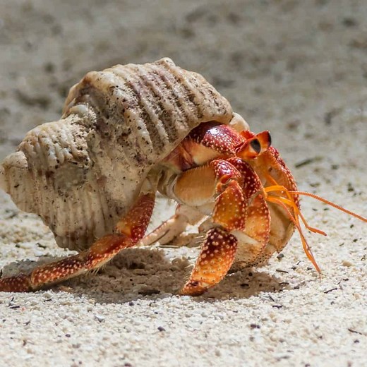 4 Best Classroom Pet Ideas (and Which Ones To Avoid!)