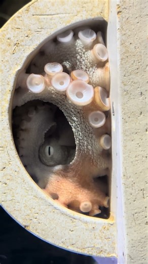 🐙 Octopus sinensis / Himeji City Aquarium