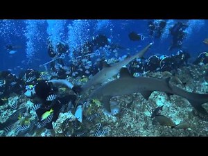 Beqa Adventure Divers - The Fiji Shark Dive