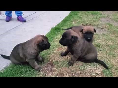 Belgian Malinois Shepherd Dogs