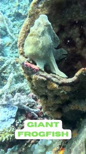 Now That's a Giant Frogfish! #frogfishing #oceanlife