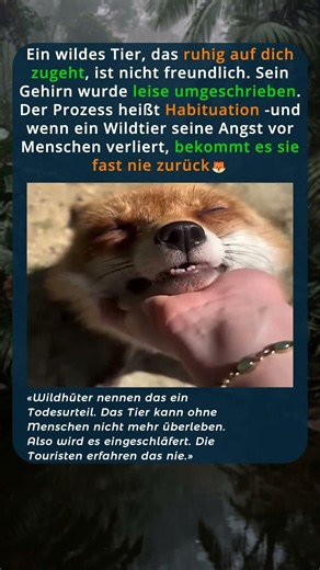 🦊Touristen nennen es Vertrauen. Wildhüter nennen es Todesurteil🦊