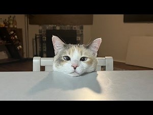 New Funniest Cats Clips 2025😼Try Not To Laugh😜 #15