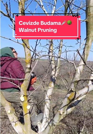 treegrafter.mehmet TikTok'ta