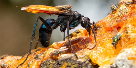 ‘Tarantulas, beware’: Why you might see this tarantula-eating wasp in New Mexico