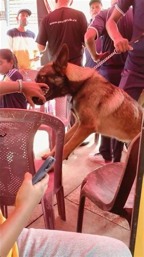K9 German Shepherd Bite My Hand 💔😳 #Shorts #trending