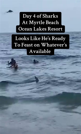 Sharks Sighted at North Myrtle Beach Ocean Lakes Resort