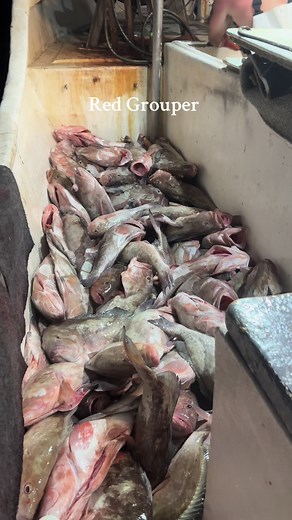 #commercialfishing #gulfofmexico #commercialfishing #girlsfishtoo #gulfofamerica