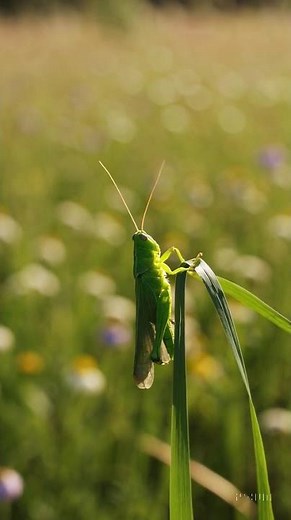 Grasshopper Facts 🦗💚 | Nature’s Jumping Acrobat