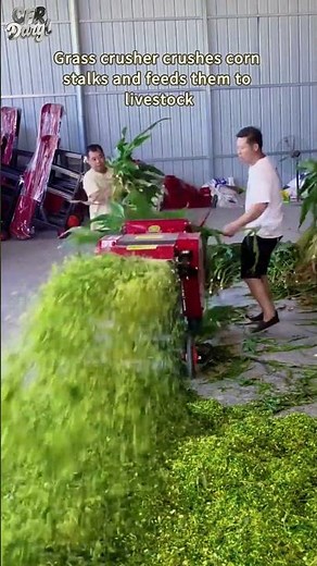 Grass crusher crushes corn stalks and feeds them to livestock