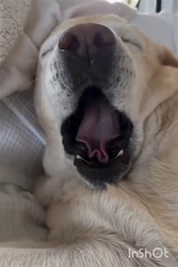 Peaceful Labrador Sleeping Like a Baby 🐶💤 | Cutest Dog Relaxation Ever!
