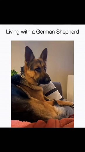 Funny and cute dogs compilation #funnydog #funnypet #cutedog #doglover #dog #dog #cutedog #dogoftiktok #funnypet #doglover #funnydog #memes #dogloversforlife #memesdaily #memesfunny #Amazing #dogsoftiktok #reelsviralfb #adorablepuppy | Funny Hub47