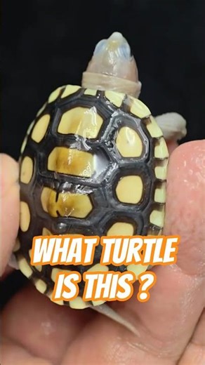 What Kind of Turtle Is This? Rare Yellow Morph? #turtle #redearedslider