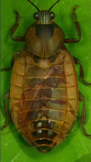 サクッと解説！カメムシはどんな一生を過ごすの？#カメムシ #生き物