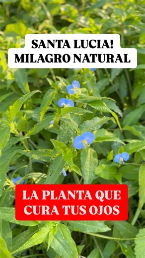 Planeta Jardin y Animales on Instagram: "Santa Lucía (Commelina Erecta) una planta confundida como maleza al crecer fácilmente por todos lados ! En terrenos abandonados , cercas de las vías del tren , techos y hasta en tus macetas ! Pocos conocen sus bondades y para que sirve ! En este video te cuento todo sobre ella ! Espero que entre todos le devolvamos el valor que ella merece 💚 no es una maleza inservible como piensan! #plantas #medicinal #plantasmedicinales #huerto #jardín #naturaleza"