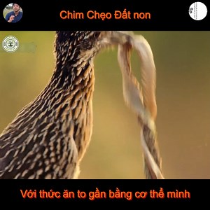 2.1M views · 10K reactions | Chim Chẹo Đất non với thức ăn to gần bằng cơ thể mình | Nasims | Facebook