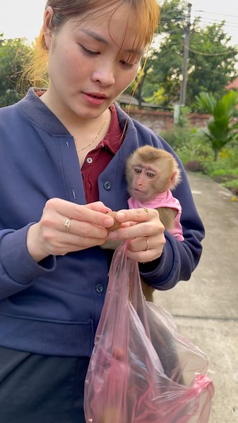 The little monkey is running after its mother and being fed fruit by her.🥰🥰