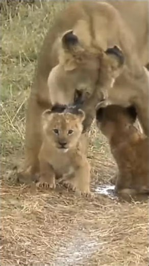 Mom lioness grab cub with it's mouth gently #lion #shorts