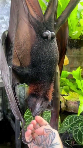 The Giant Flying Fox #factsinhindi