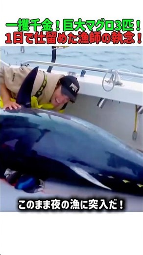 一攫千金！巨大マグロ3匹！1日で仕留めた漁師の執念！ #マグロ #釣り #爆釣 #漁師 #400万円 #巨大魚 #海の怪物 #fishing #tuna #巨大マグロ #衝撃映像