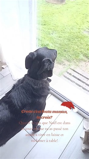 Marine Lartigue Bielski / Partenaire Monat 🌟 on Instagram: "Oups papa Noël promis ça se reproduira plus!! 🥰❤️🎄 N'oubliez pas chaque commande passée dans ma boutique soutient directement la SPA de Bordeaux. Prendre soin de soi devient aussi une façon d’apporter un peu de baume au cœur à ceux qui attendent encore leur famille. Un shampoing, un sérum, une routine bien-être… et un petit coup de patte solidaire 🐶 Chaque geste compte, jusqu’au 31 décembre 2025. Merci d’être là, de soutenir, de par