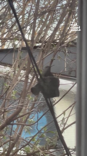 Adorable Hummingbird House Discovery