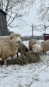 Our relatively warm winter weather was interrupted for a snow day. The lambs are snug in the barn, so only the boys were outdoors to enjoy it. Apollo, last year’s lamb, came to say a quick hello. And, in case you missed it on our stories yesterday, some fleece that was drying outdoors got an unplanned snow freshening…and froze sold to the table, so there it had to stay.💗 | Cedar Hill Fiber Farm