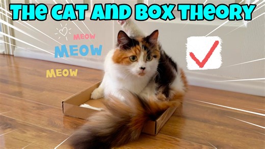 Do you know about the Cat and Box Theory? This theory relies on the fact that wherever you place a box, a cat will sit in it. Today we test this theory out with Olive and Pudding. What do you think the outcome will be? | The Oreo Cat