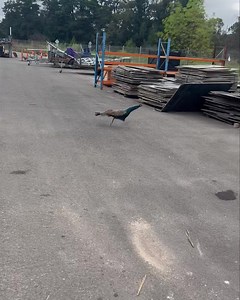 5.1K views · 89 reactions | The Green Shed on Reels | Facebook