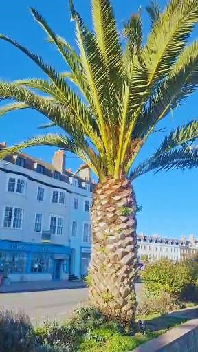 No matter if you have two legs or four, who doesn't enjoy a stroll in the Winter sunshine in Weymouth? 😍🌞🐾 | Wonderful Weymouth Magazine