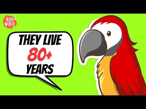They live 80+ years! - 7 Facts About Parrots