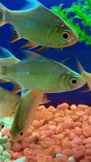 Tinfoil Barbs a large #fish #vairal #aquarium #fish #fishtank #youtubeshorts #machhali #vairalshort