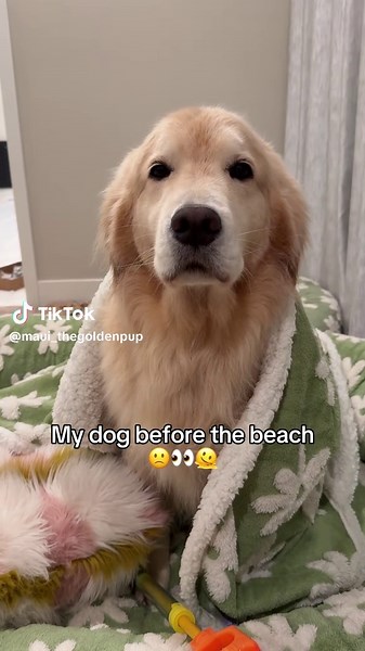 Golden Retrievers Thriving at the Beach