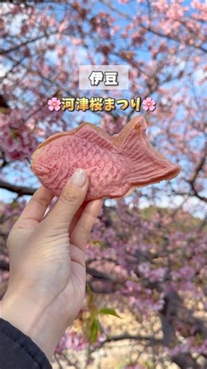 都内から日帰り！河津桜まつり