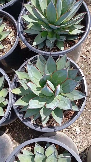 Agave 'Blue Glow' #plantas #vivero #suculentas #cactus #jardin #landscape