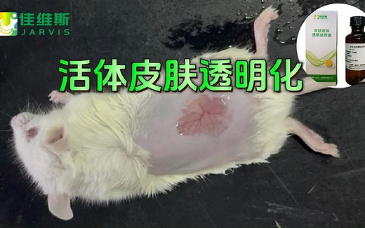 活体皮肤透明化，3分钟实现小鼠皮肤透明化！