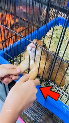 Tiny Body, Big Security Guard 🐿️