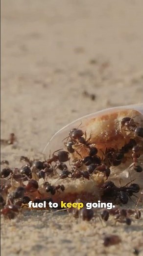 Uncovering the Mystery: Why Do Ants Love Sugar So Much?