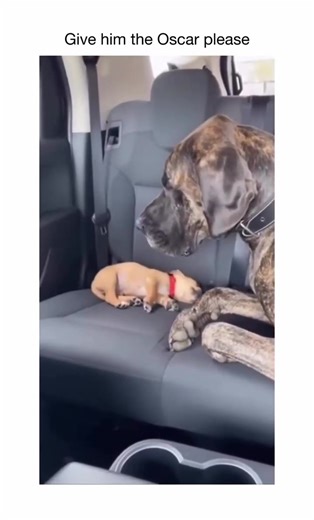 Cute and Funny Animal Moments That Make You Laugh