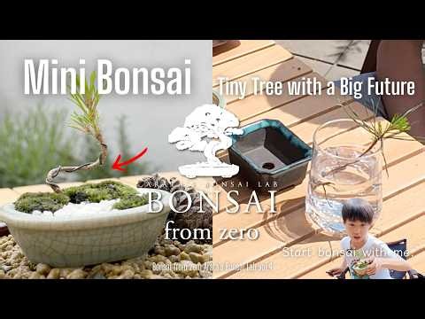 Mini Bonsai — A Tiny Tree with a Big Future