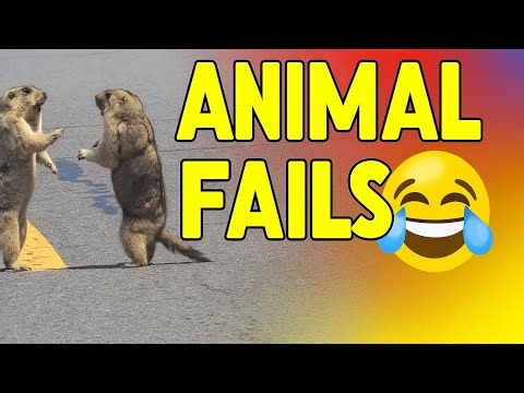 🐒 Funniest Animal Fails Compilation – Try Not to Laugh 😂