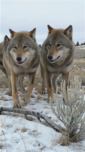 Dire Wolf (Aenocyon dirus): The Howl of a Pleistocene Predator. #direwolf #iceage #canines #pov
