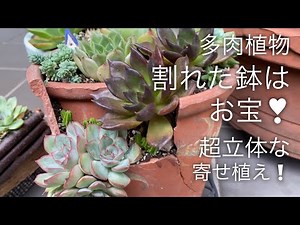 【多肉植物】割れた鉢はお宝シリーズpart3‼️立体寄せ植えに萌え😍