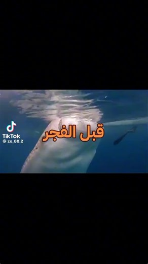 #رمضان #رمضان_يجمعنا #يحشي صامولي ابيض 999999 بصورة كاملة بقوة واضح#جوسي صغيب ابيض 666 بصورة كاملة بقوه كبير واضح جوسي زغيب#يحشي صامولي ابيض 666 بصورة كاملة بقوه كبير واضح جوسي # وكبير 키보드 일본어에서 한국어로 바꾸는법# 666 بصورة كاملة بقوه كبير واضح جوسي زغيب#🫀خارجی jب صامولي واضح 6666# 映画 映画紹介 映画鑑賞 조선시대 666 المقطع الاصلى الصين# هات في الاصبع وواضح في الحقيقه 666 واضح#######