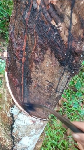 rubber tapping."enjoy its pull." #howrubberismade #nature #latex #survival #rubber #amazing