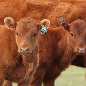 Make sure you’re getting your calves off to the right start during #springcalving - that includes a sound vaccination program. | Boehringer Ingelheim Cattle Health