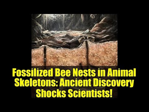 Fossilized Bee Nests in Animal Skeletons: Ancient Discovery Shocks Scientists!