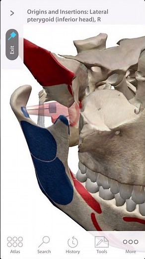 「解剖学」外側翼突筋の起始と停止 Start and stop of the lateral pterygoid muscle #Short