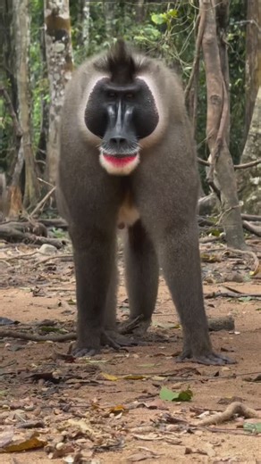 NATURE FESTT on Instagram: "The drill monkey is a beautiful yet endangered primate found in parts of Nigeria, Cameroon and Bioko Island in Equatorial Guinea Drills are known for their striking appearance, with males having black faces, crimson lower lips and colorful rumps in shades of lilac, blue and purple (as seen in this video). They are highly social animals, living in groups that can sometimes merge into larger "supergroups" of over 100 individuals Unfortunately, they face significant thre