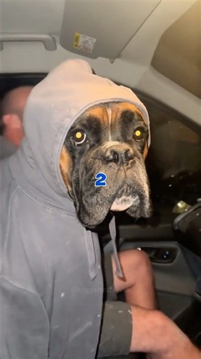 Never tell your dog they’re adopted....... #shorts